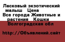 Ласковый экзотический малыш › Цена ­ 25 000 - Все города Животные и растения » Кошки   . Волгоградская обл.